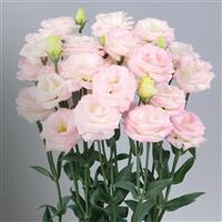 Rosita 2 Pink Flash II Cut Flower Lisianthus