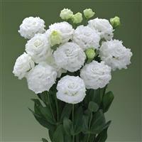 Corelli Sugoi 1 White Lisianthus