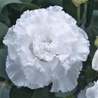 Corelli Sugoi 3 White Lisianthus