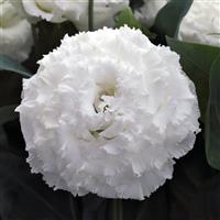 Corelli Sugoi 2 White Lisianthus