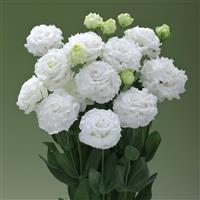 Corelli Sugoi 2 White Lisianthus