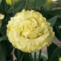 Corelli Sugoi 3 Yellow Lisianthus