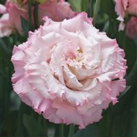 Corelli Sugoi 3 Light Pink Lisianthus