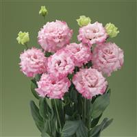 Corelli Sugoi 3 Light Pink Lisianthus