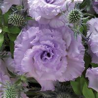 Corelli Sugoi 1 Lavender Ice Lisianthus