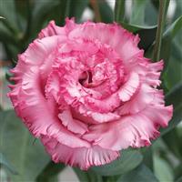 Corelli Sugoi 3 Deep Pink Lisianthus