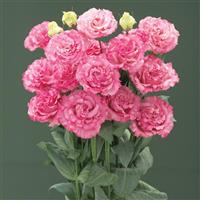 Corelli Sugoi 3 Deep Pink Lisianthus