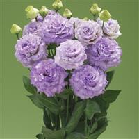 Corelli Sugoi 1 Light Lavender Lisianthus