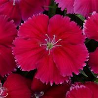 Coronet™ Cherry Red Dianthus