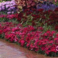 Coronet™ Cherry Red Dianthus