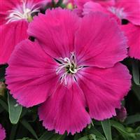 Coronet™ Rose Dianthus