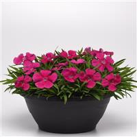 Coronet™ Rose Dianthus