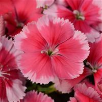 Coronet™ Strawberry Dianthus