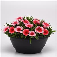 Coronet™ Strawberry Dianthus