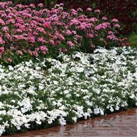 Coronet™ White Dianthus