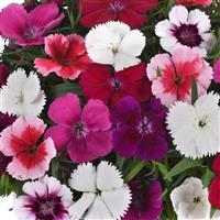 Coronet™ Mixture Dianthus