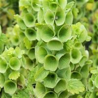 Bells of Ireland Moluccella