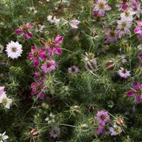 Miss Jekyll Rose Nigella