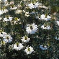 Miss Jekyll White Nigella