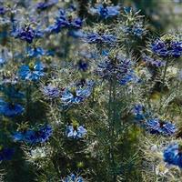 Miss Jekyll Dark Blue Nigella