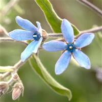 Heavenly Blue Oxypetalum