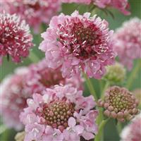 Salmon Queen Scabiosa