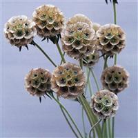 Ping Pong Scabiosa