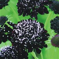 Black Knight Scabiosa