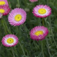 Goliath Rhodanthemum