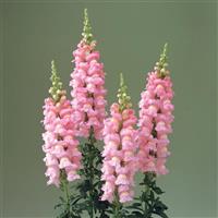 Legend Pink Cut Flower Snapdragon