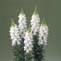 Legend White Cut Flower Snapdragon