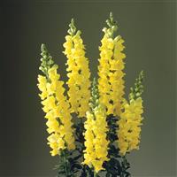 Legend Yellow Cut Flower Snapdragon