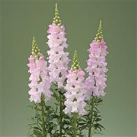 Legend Light Pink Cut Flower Snapdragon