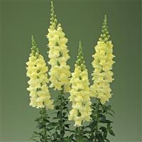 Legend Light Yellow Cut Flower Snapdragon