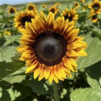 Pro Cut Bicolor Sunflower