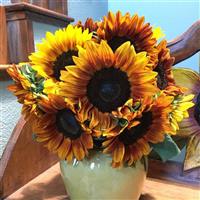 Pro Cut Bicolor Sunflower