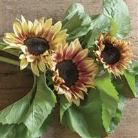 Pro Cut Plum Sunflower