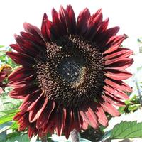 Pro Cut Red Sunflower