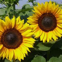 Pro Cut Brilliance Sunflower