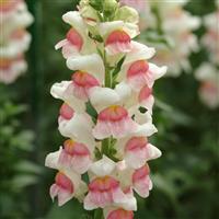 Potomac™ Appleblossom Snapdragon