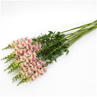 Potomac™ Appleblossom Snapdragon