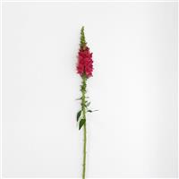 Potomac™ Cherry Rose Snapdragon