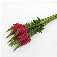 Potomac™ Cherry Rose Snapdragon