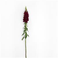 Potomac™ Crimson Snapdragon