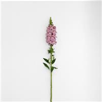 Potomac™ Lavender Snapdragon