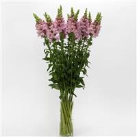 Potomac™ Lavender Snapdragon