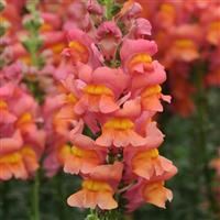 Potomac™ Orange Snapdragon