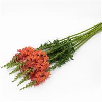 Potomac™ Orange Snapdragon