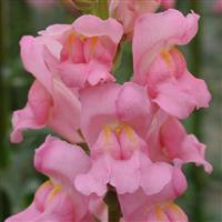 Potomac™ Pink Snapdragon