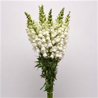 Potomac™ White Snapdragon